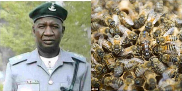 Nigerian customs officer killed by bees lailasnews 2