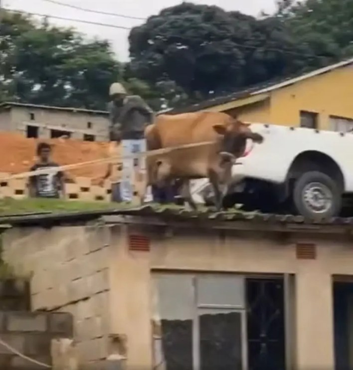 Cow on the roof