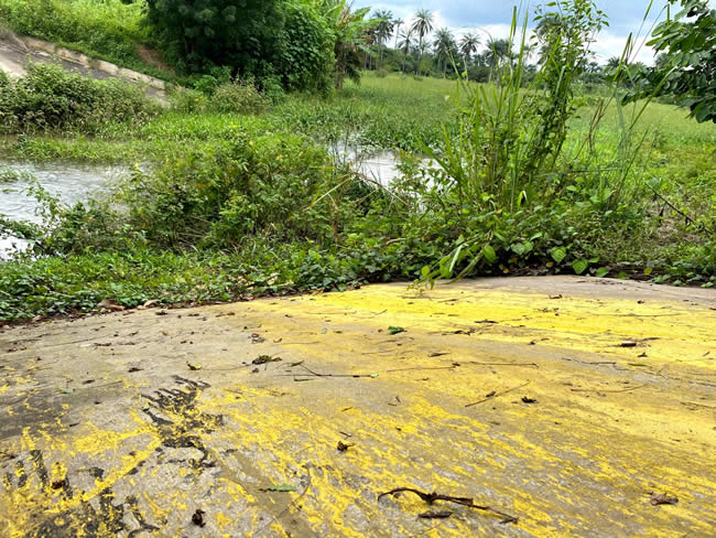 Point of contamination in Iroko